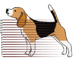 A Bit Of History In The 17th And 18th Century Beagles Were 13 Inch